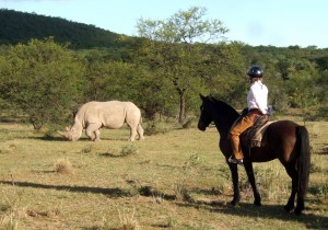sophie-neville-watching-rhino